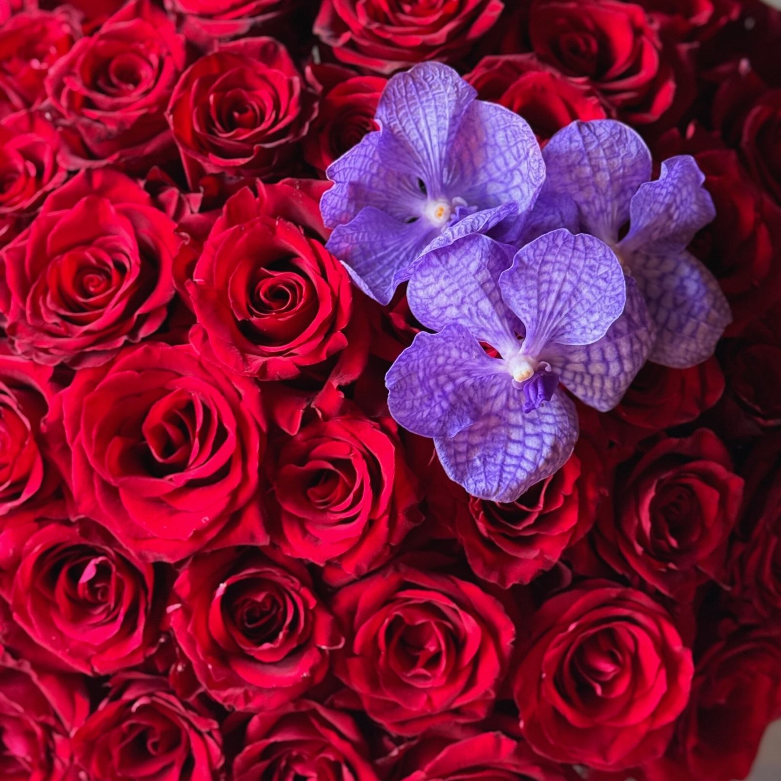 Crimson Love | Kırmızı Gül Aranjmanı - görsel 2