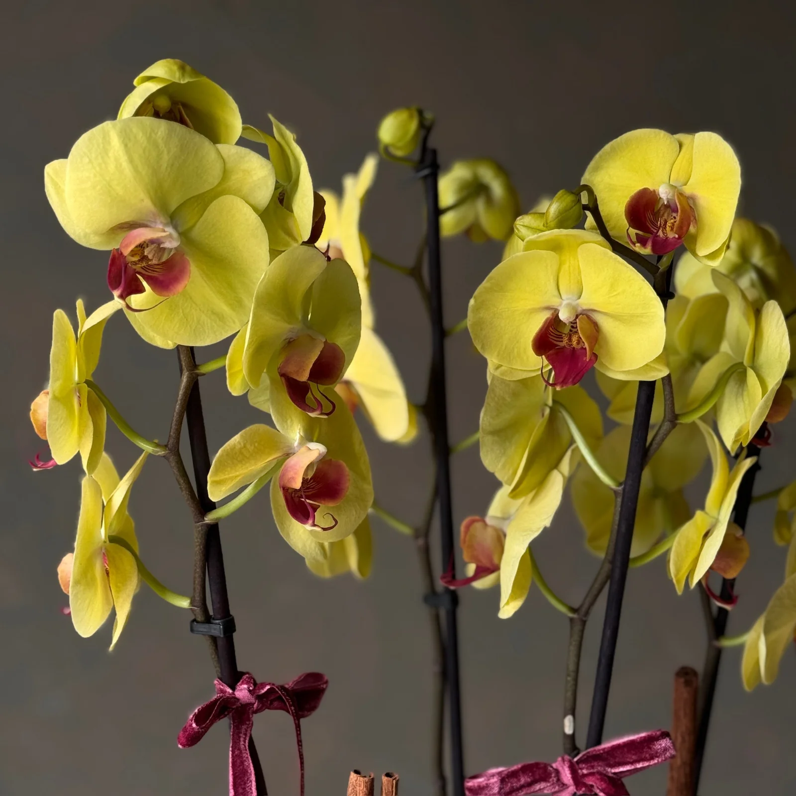 No.4 | 4 Dallı Sarı Phalaenopsis Orkide - görsel 2