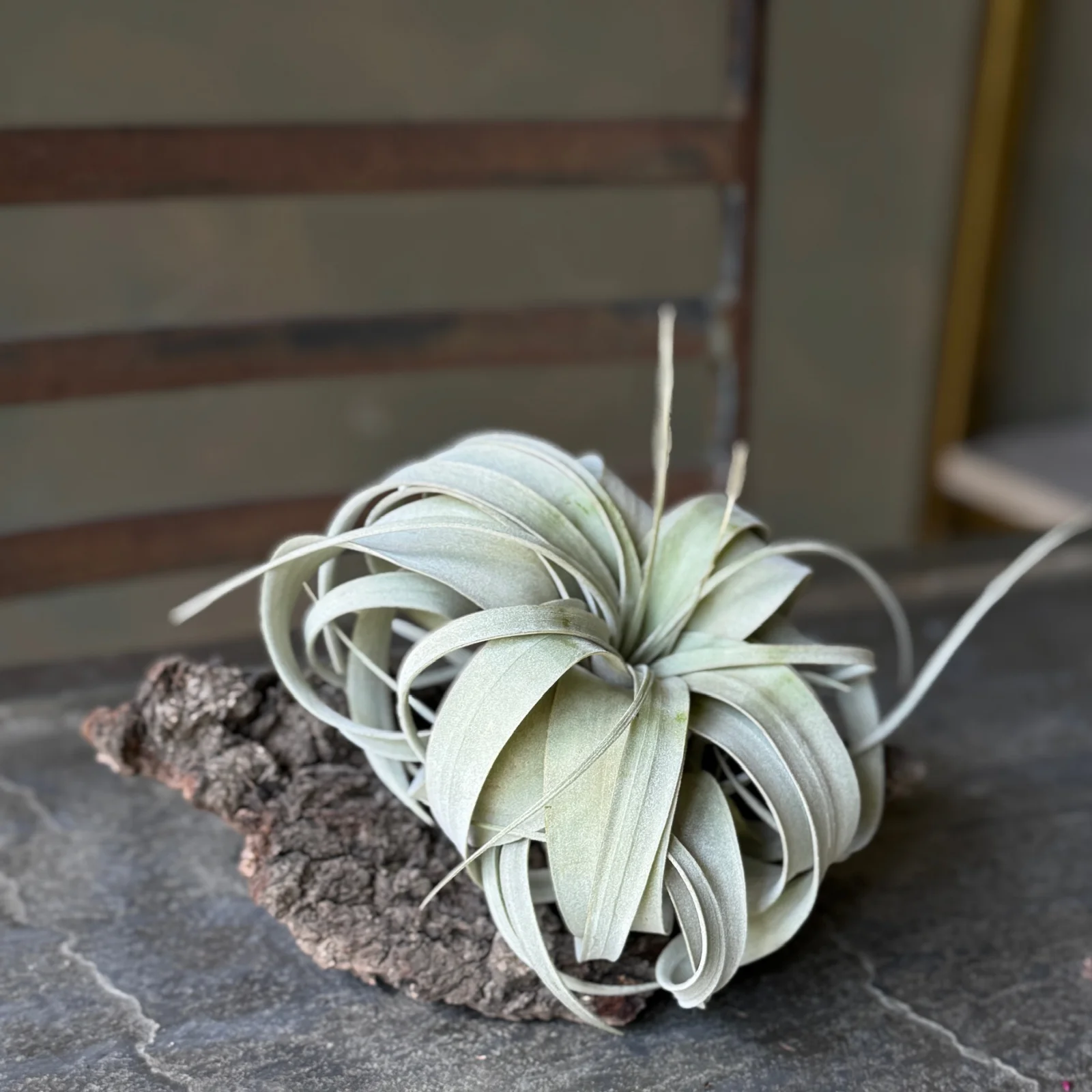 Air No.1 | Tillandsia (Hava Bitkisi) — ORKİDE & BİTKİ koleksiyonu No.7 — Lisan-ı Ezhar