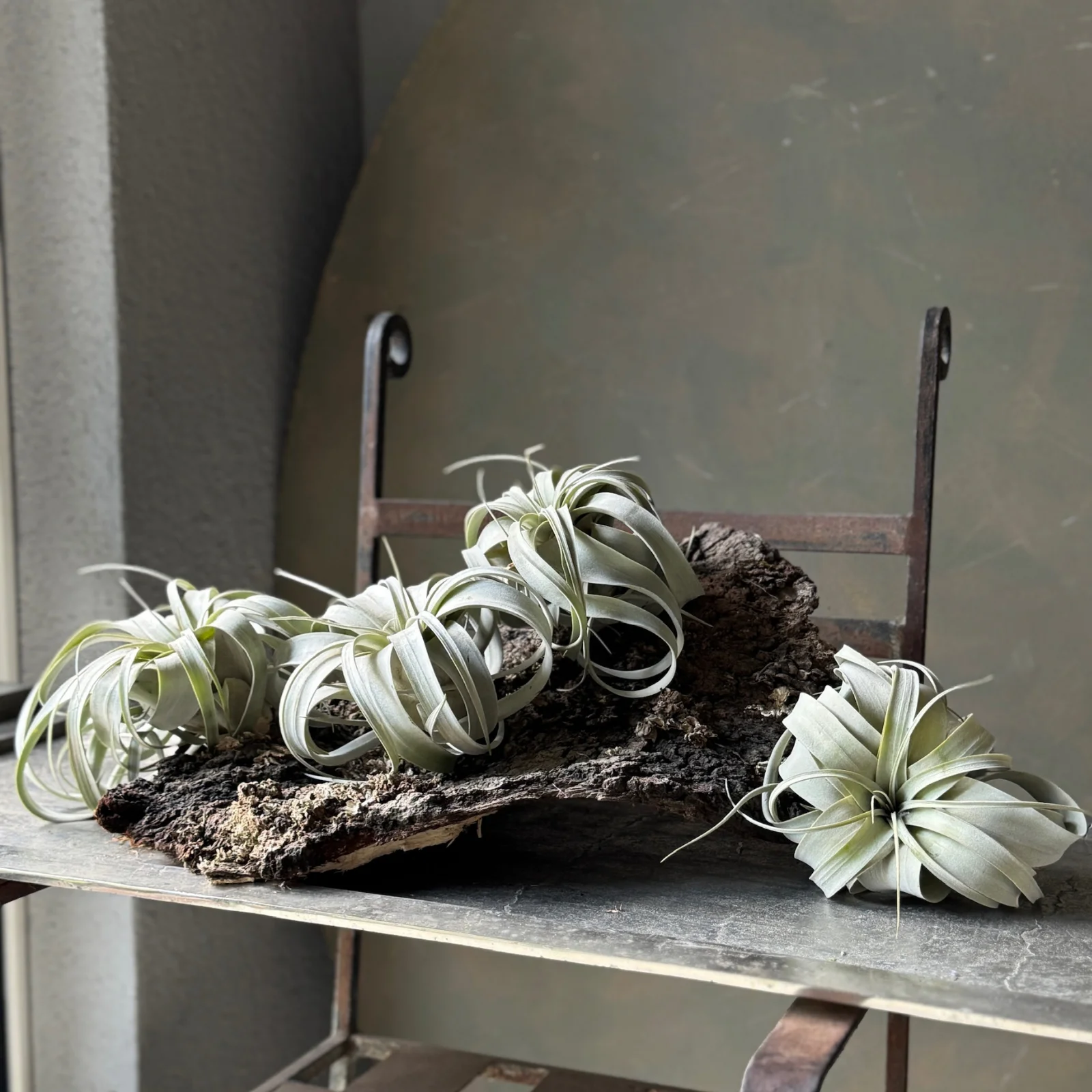 Air No.1 | Tillandsia (Hava Bitkisi) - görsel 2