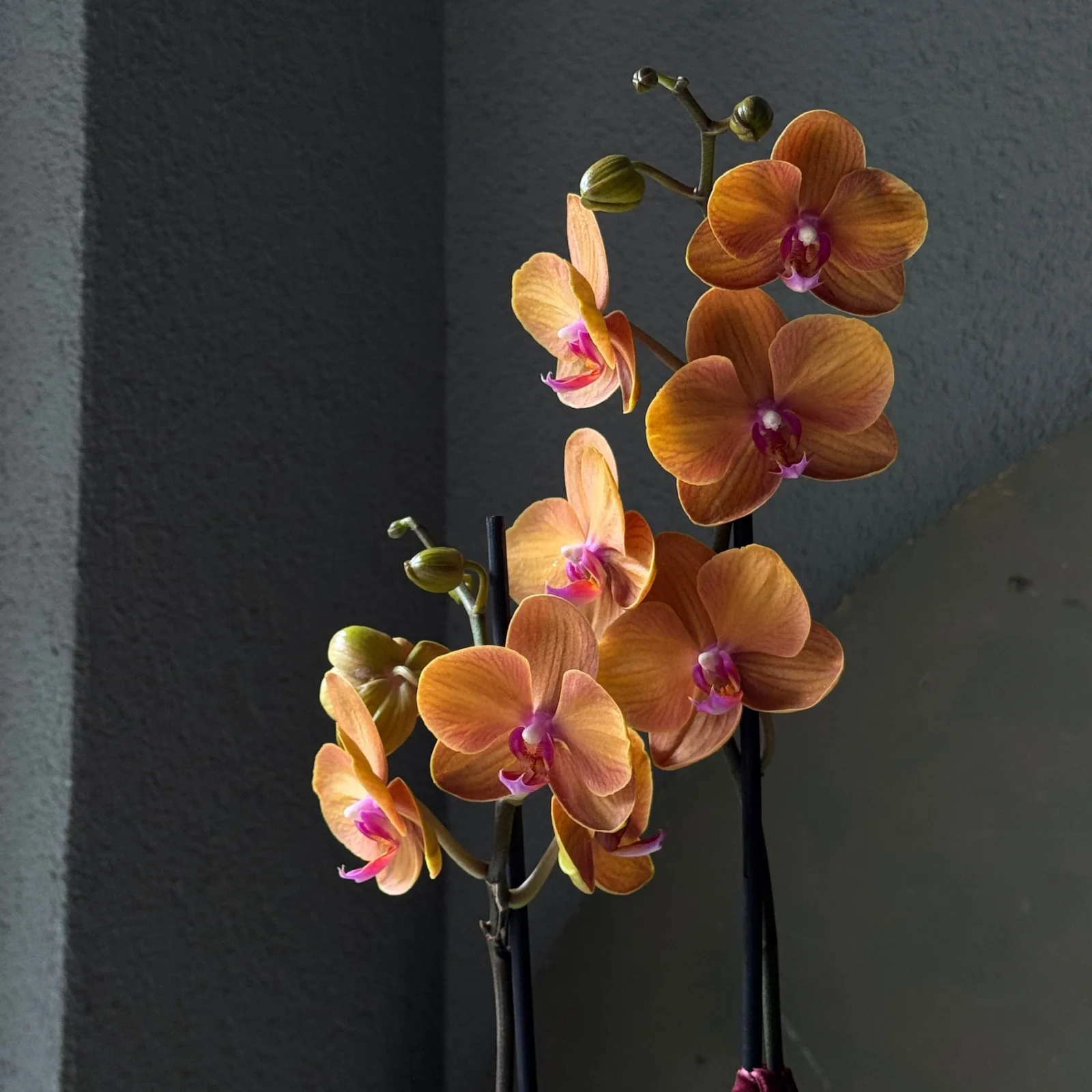No.1 | 2 Dallı Sunset Phalaenopsis Orkide - görsel 2