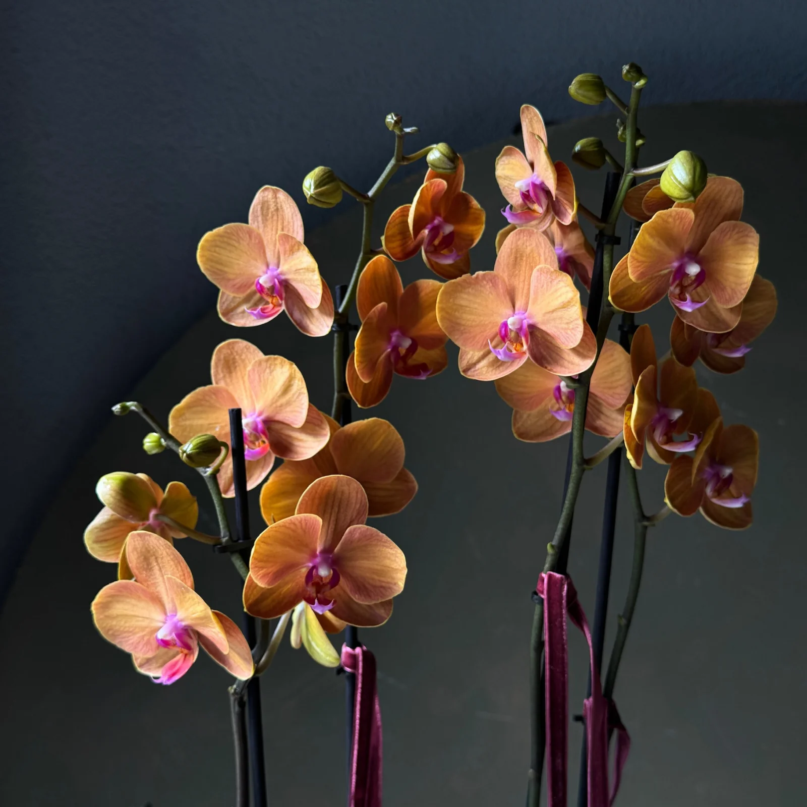 No.5 | 4 Dallı Turuncu Phalaenopsis Orkide - görsel 2
