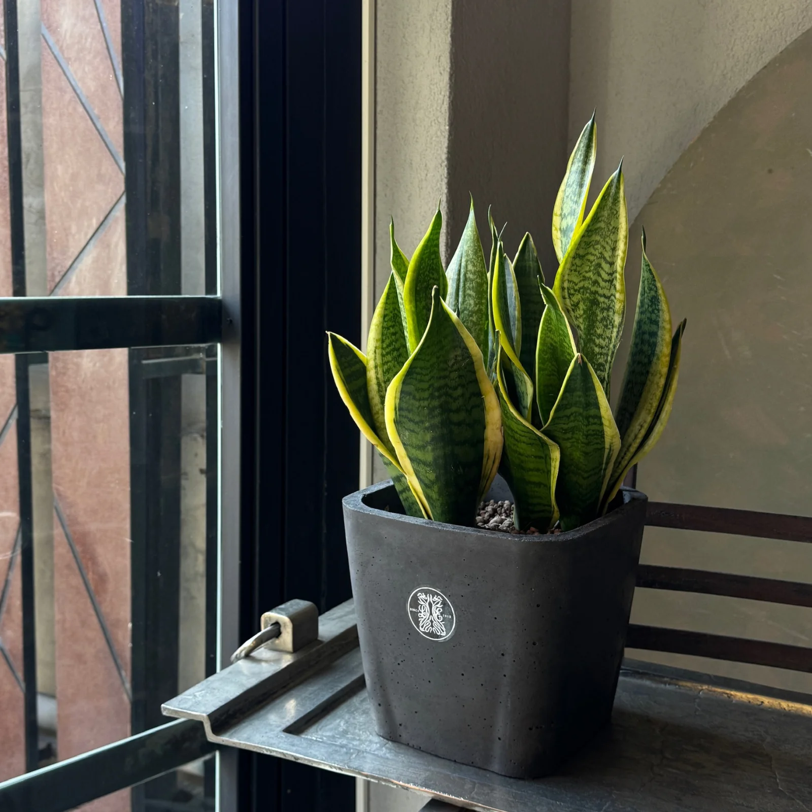 Sansevieria | Paşa Kılıcı — ORKİDE & BİTKİ koleksiyonu No.2 — Lisan-ı Ezhar