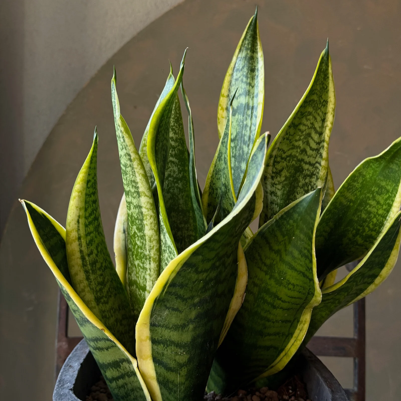 Sansevieria | Paşa Kılıcı - görsel 2