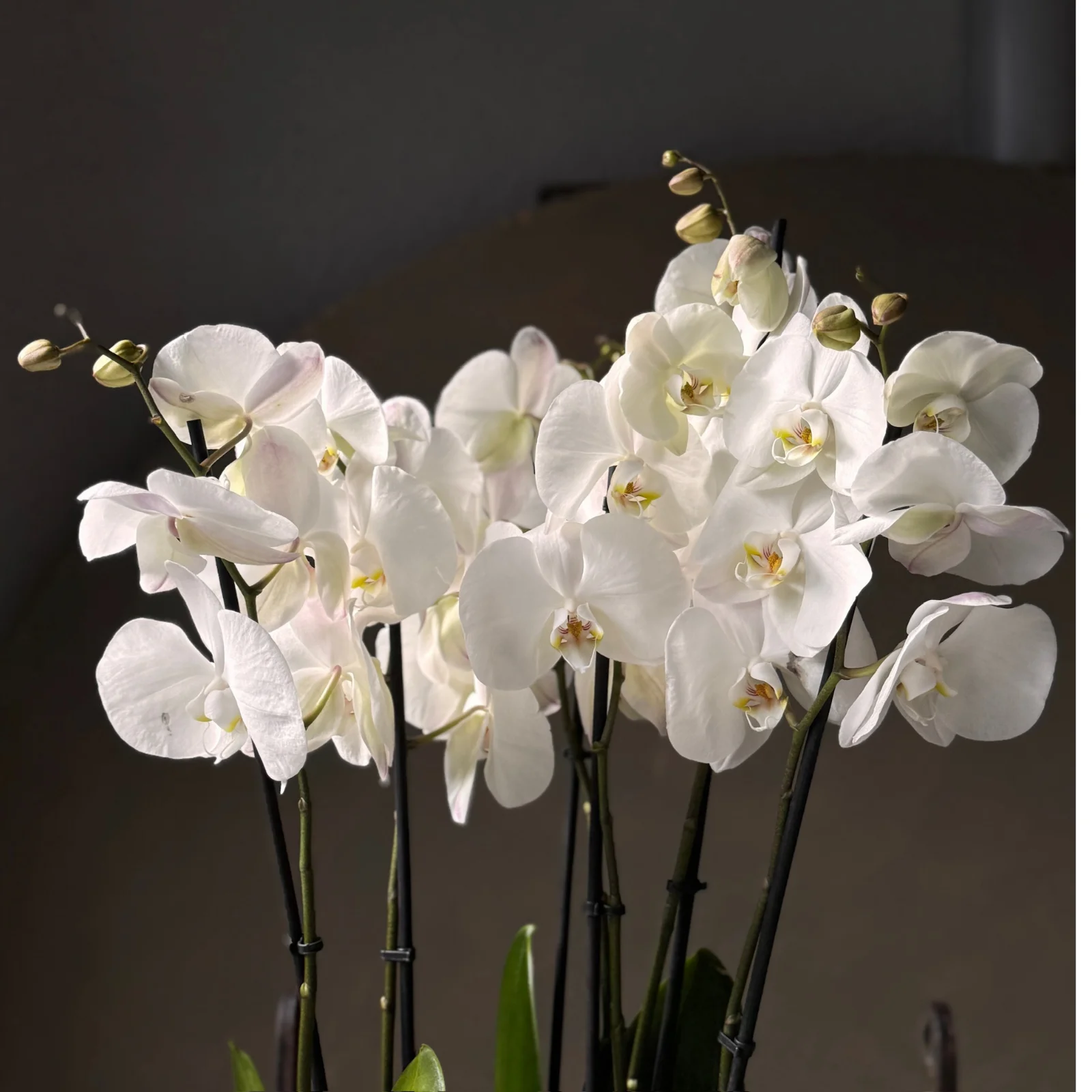 No.7 | 6 Dallı Beyaz Phalaenopsis Orkide - görsel 2