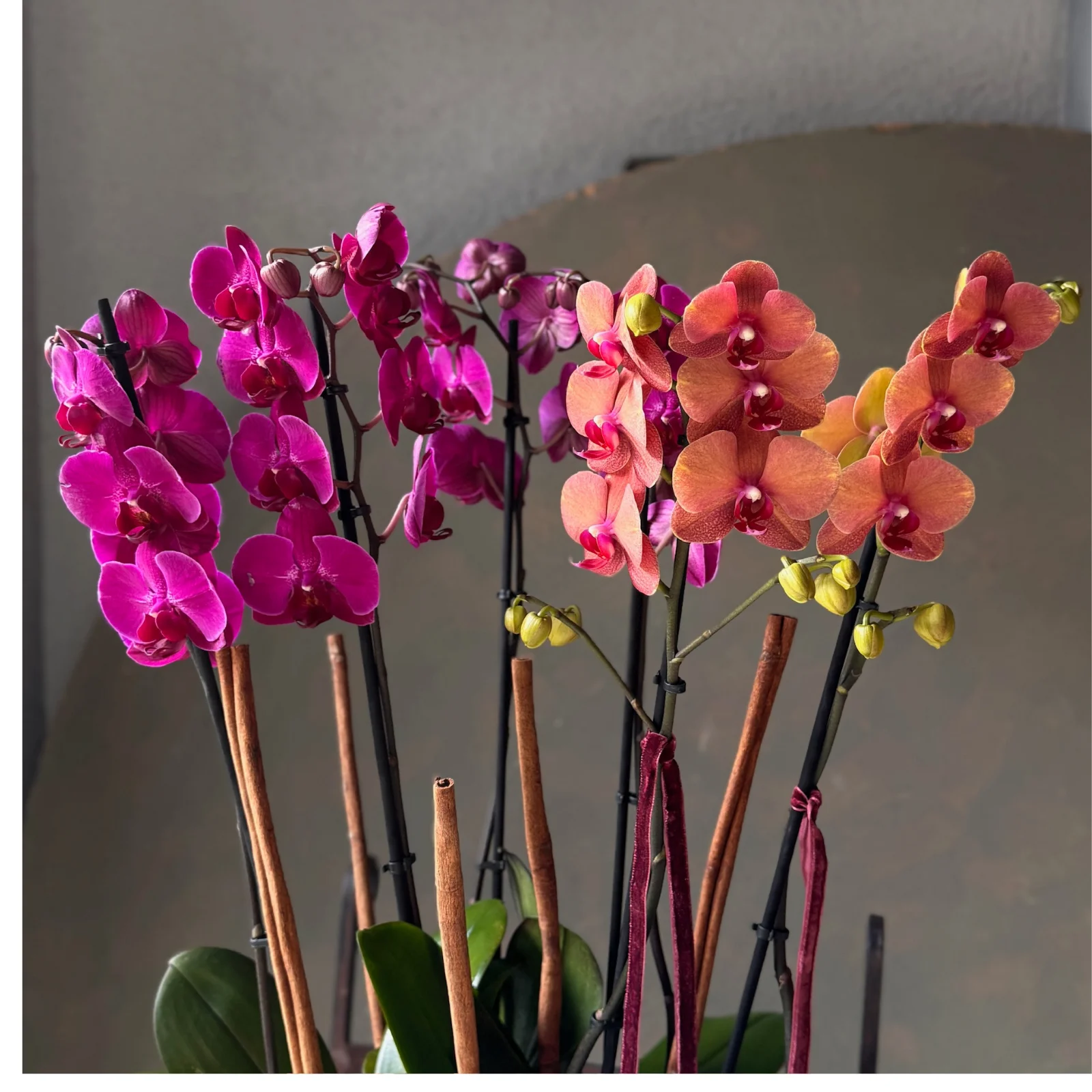 No.6 | 6 Dallı Sunset Phalaenopsis Orkide - görsel 2