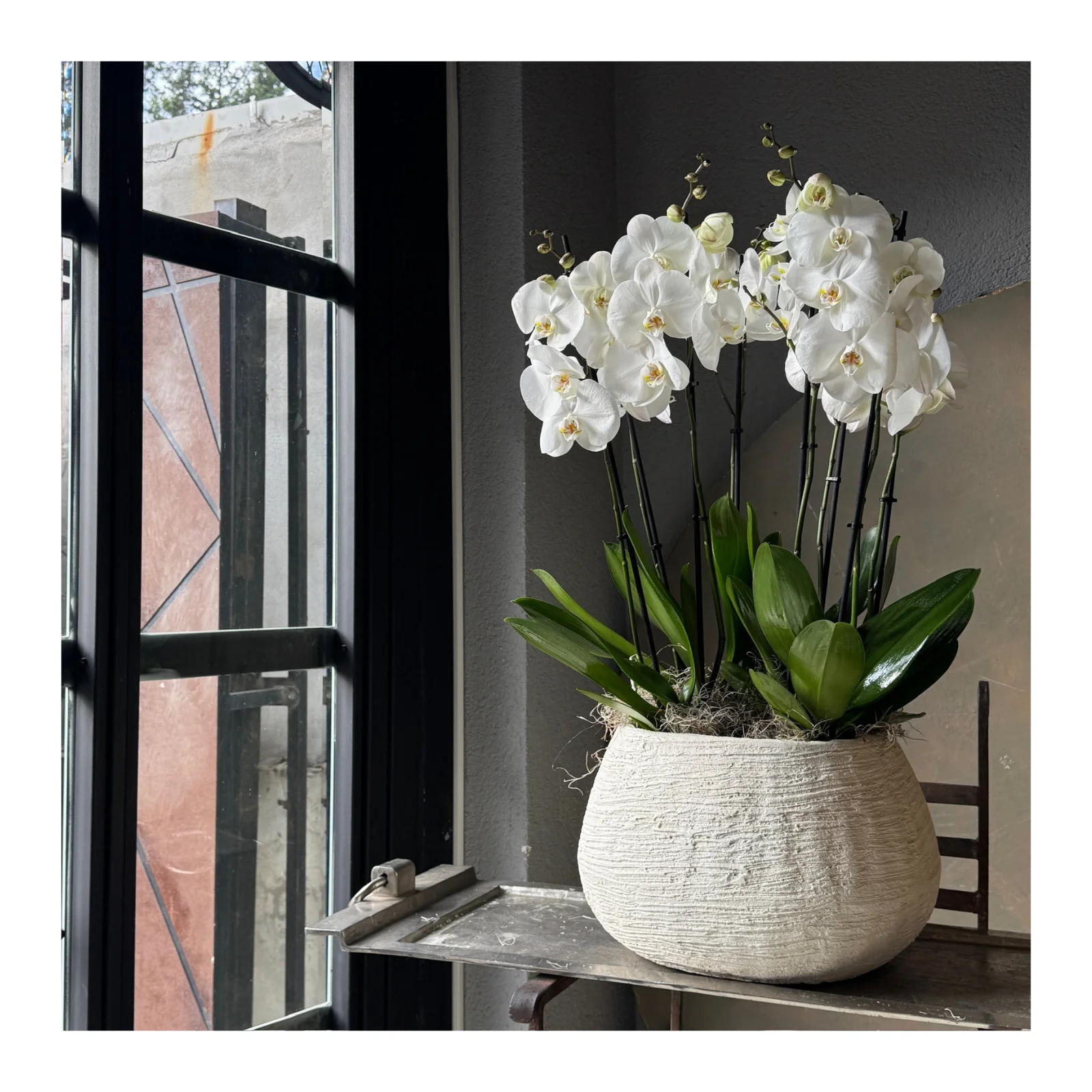 No.8 | 8 Dallı Beyaz Phalaenopsis Orkide — Beyaz Orkide koleksiyonu No.1 — Lisan-ı Ezhar