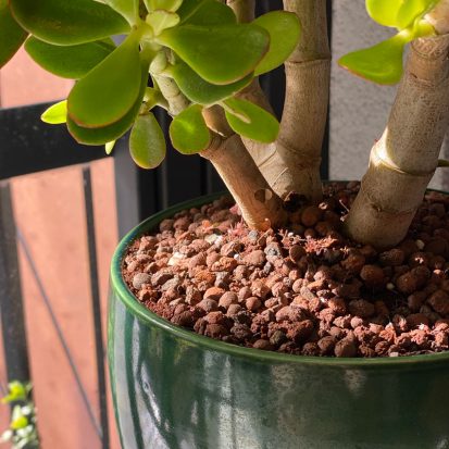 crassula bonsai saksı detay
