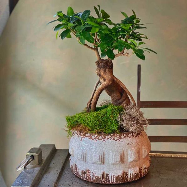 bonsai bitki dekoratif seramik saksı ile