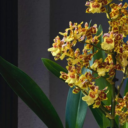 orchids&plants