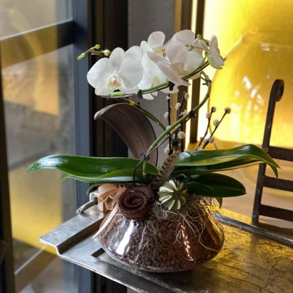 SWIRL;özel üretim spiral beyaz orkide bitkisi cam vazosunda